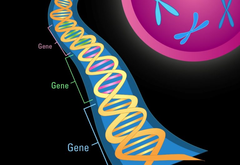 IntellxxDNA ™ Packages – Indiana Center For Functional Medicine (Peak ...