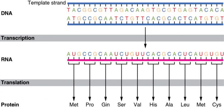 basics-from-dna-to-rna-to-protein-transcription-and-translation-indiana-center-for